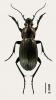 Carabus monilis